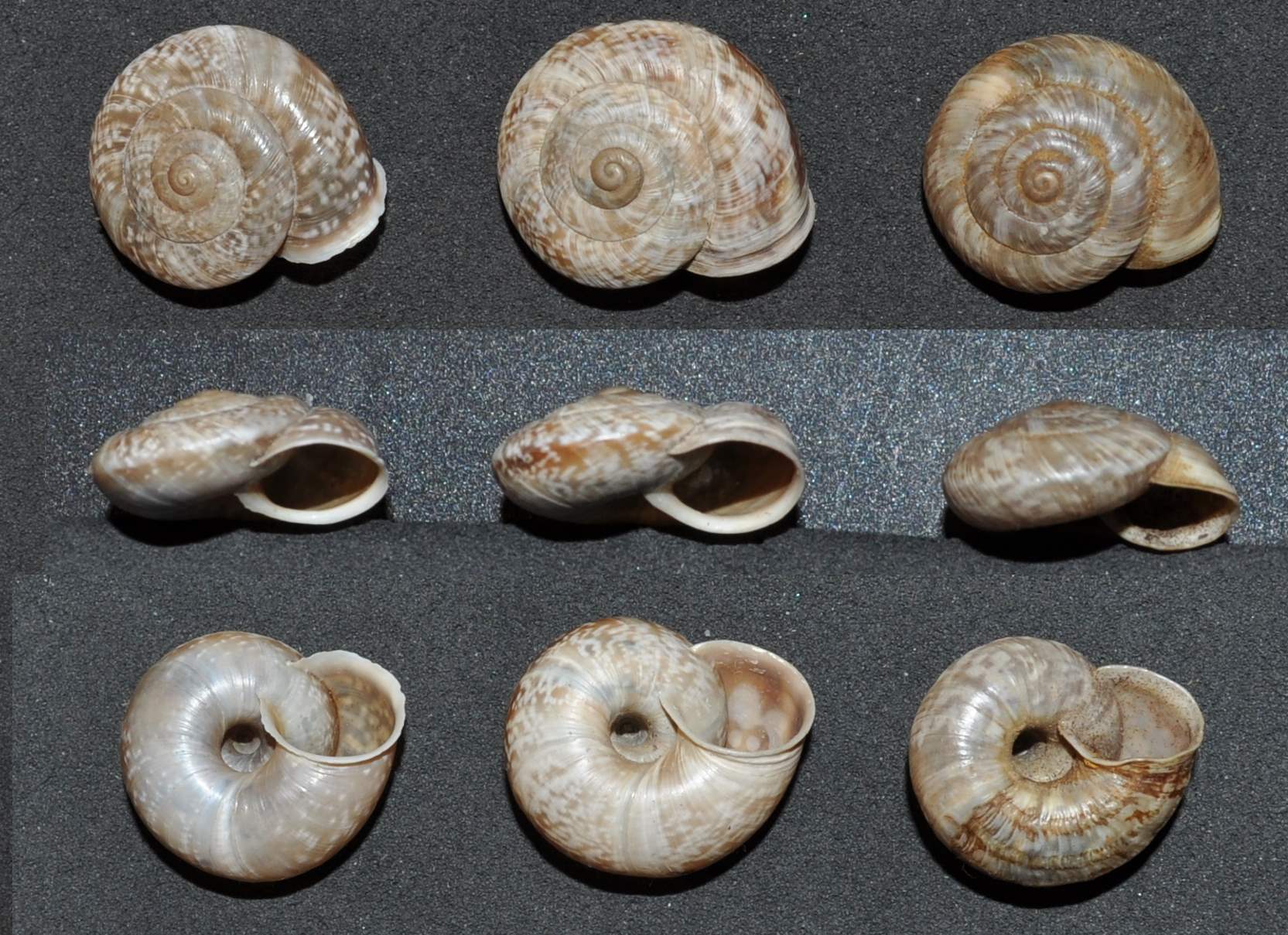 Chilostoma (?) dal cuneese